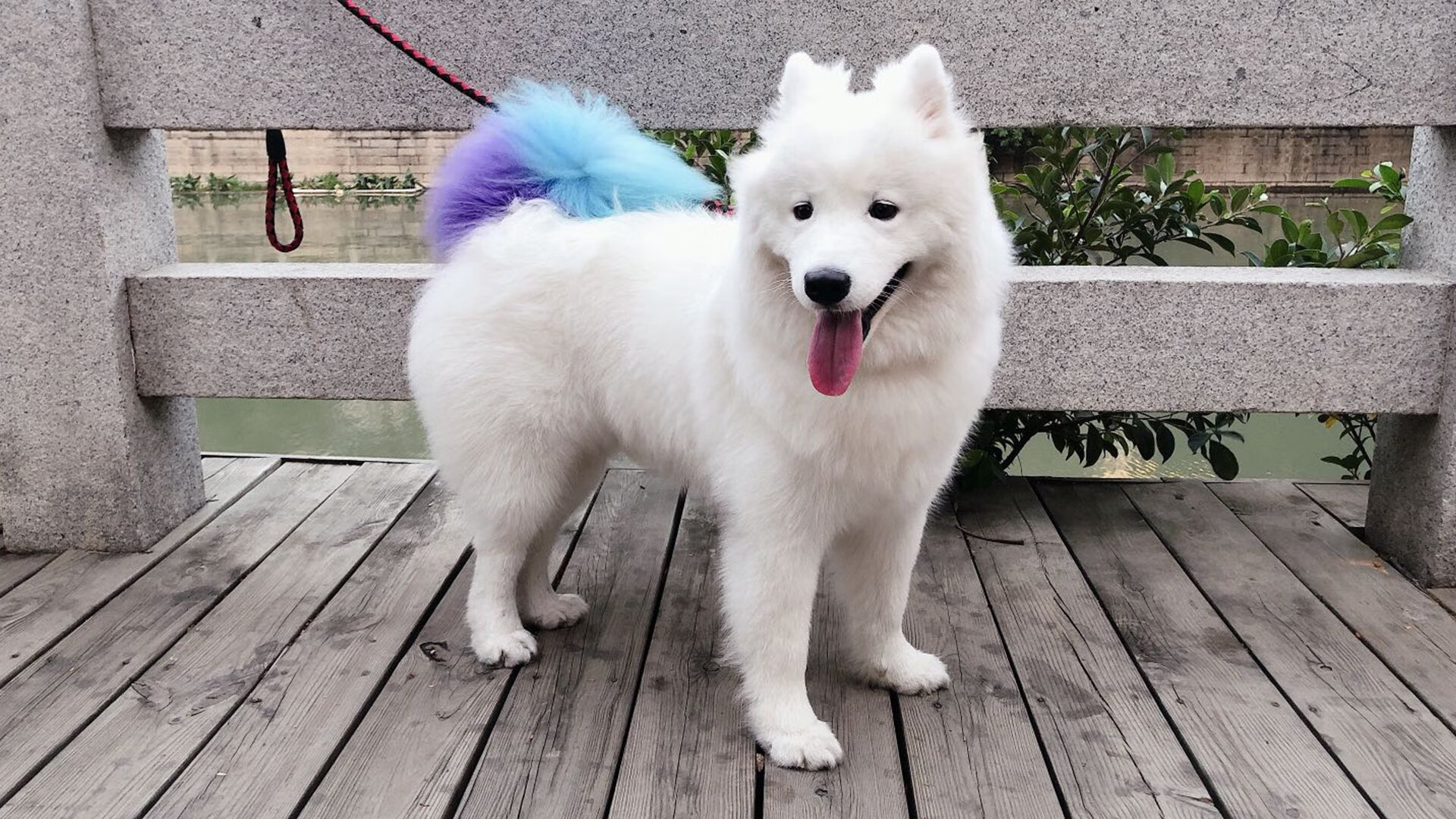 “德甲领头羊强势反弹，赢得关键比赛”，德甲谁厉害