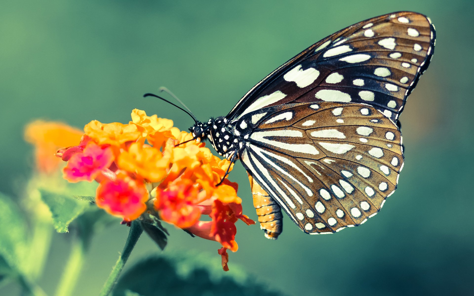 《王者荣耀暑期大赛，冠军悬念逐渐揭晓》，王者荣耀2020年全国大赛