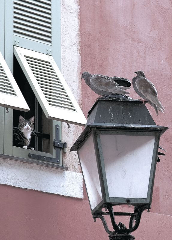 【马克·塞尔比】稳如泰山:用防守布局掌控全场,马克塞尔比的人生经历